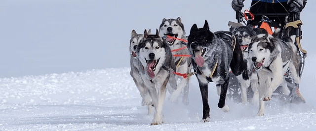 Husky Sledding