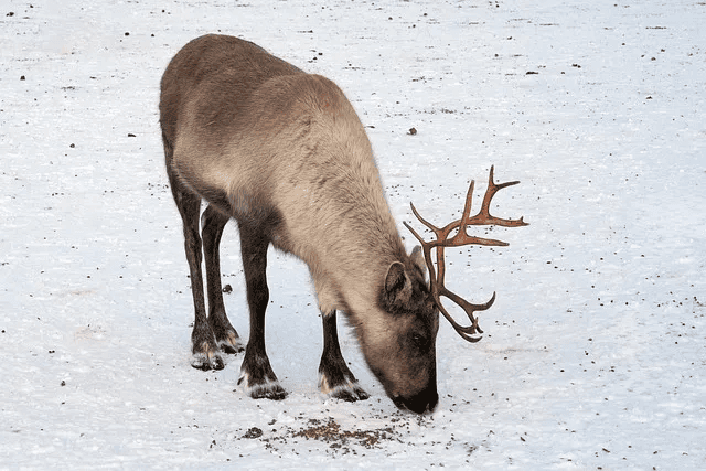 Reindeer Tour