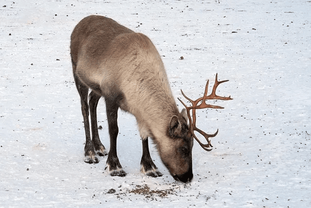 Reindeer Experience